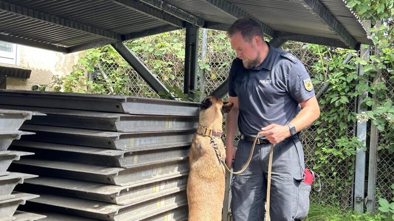 Cannabis-Legalisierung: Sind die Rauschgiftspürhunde der Polizei jetzt arbeitslos? Cannabis ist zwar legalisiert, aber trotzdem müssen die Drogenspürhunde weiter im Training bleiben.