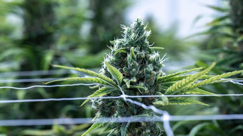 Cannabis soll im Betäubungsmittelgesetz von der Liste der verbotenen Substanzen gestrichen werden.