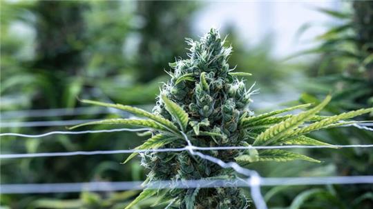 Cannabis soll im Betäubungsmittelgesetz von der Liste der verbotenen Substanzen gestrichen werden.
