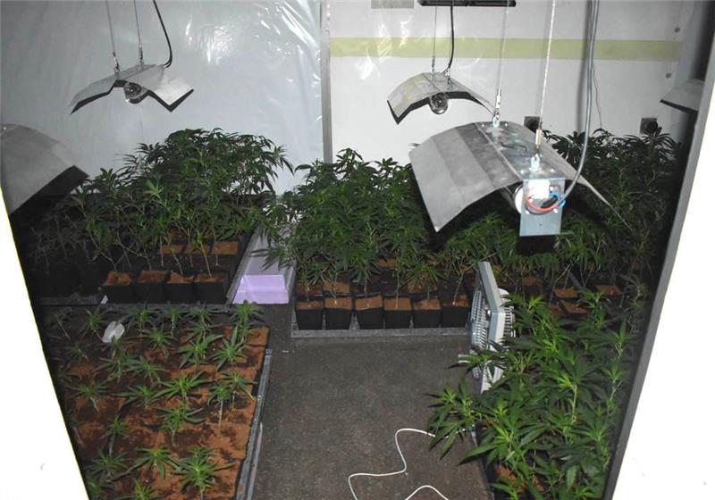 Cannabispflanzen im Kellerraum. Foto: Polizei