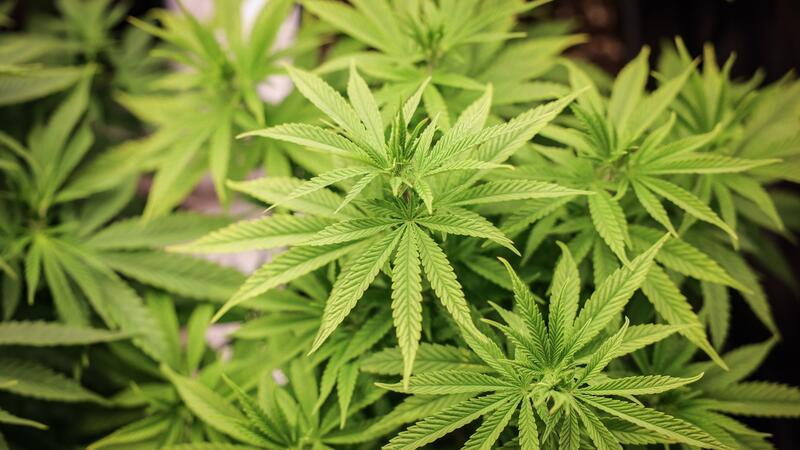 Cannabispflanzen in ihrer Wachstumsphase stehen unter künstlicher Beleuchtung in einem Privatraum.