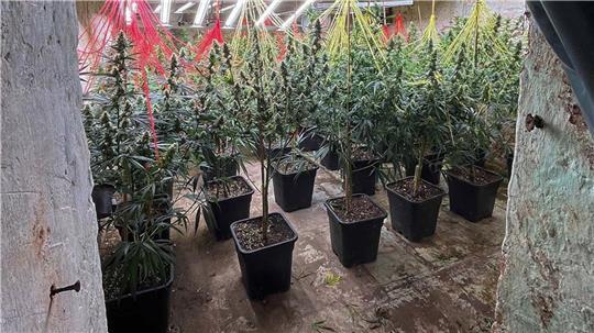 Cannabispflanzen stehen in einer Halle, die bei einer gemeinsamen Durchsuchungsaktion der Polizei in NRW und Niedersachsen entdeckt wurde. 