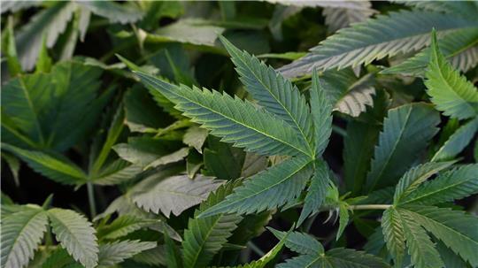 Cannabispflanzen wurden im Kreis Rendsburg-Eckernförde in einem Maisfeld entdeckt. (Symbolbild)