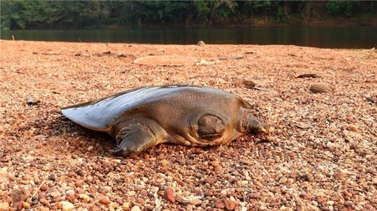 Cantors Riesen-Weichschildkröten sind in Flüssen Süd- und Südostasiens heimisch.