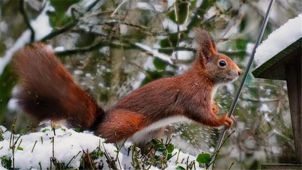 Carola Meyer-Fricke aus Apensen hatte Besuch von einem Eichhörnchen. 