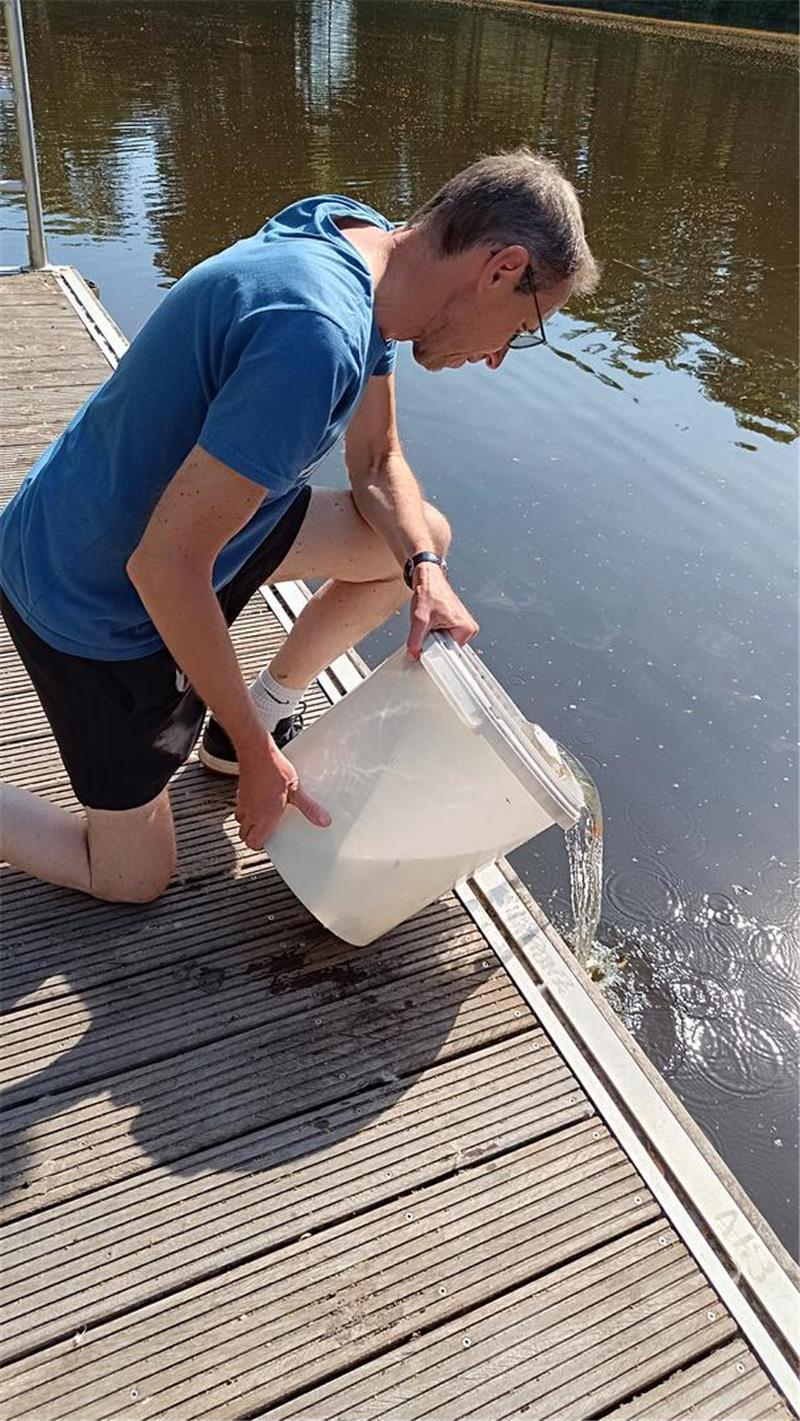 Rettungsaktion am Stadeum: Stader Angler bewahren Fische vor dem Hitzetod Carsten Rußlies vom Stader Anglerverein entlässt die Fische in den Burggraben.