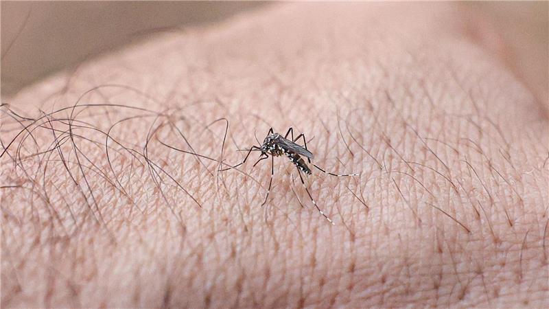 Chikungunyafieber kann durch Mückenstiche ausgelöst werden. (Symbolbild)