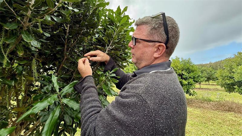 Chris Fuller von Nutworks prüft die Früchte an einem Macadamia-Baum.