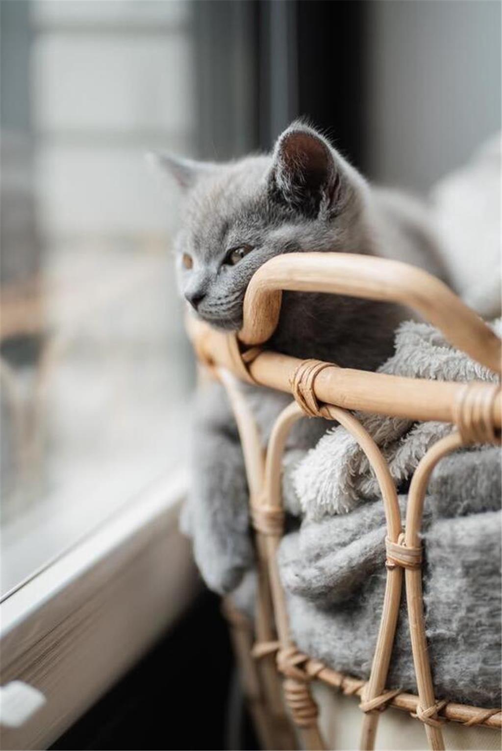 Chrissis Katze Lilo.