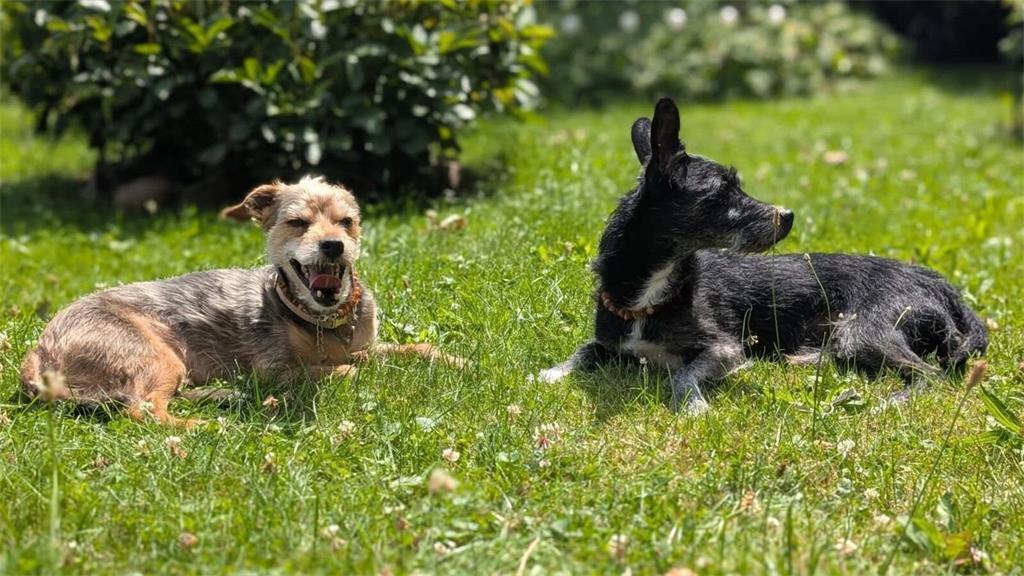 Christine Hegeholz: Das (links ) Lucky und (rechts) Kalle, sind Geschwister, wer...