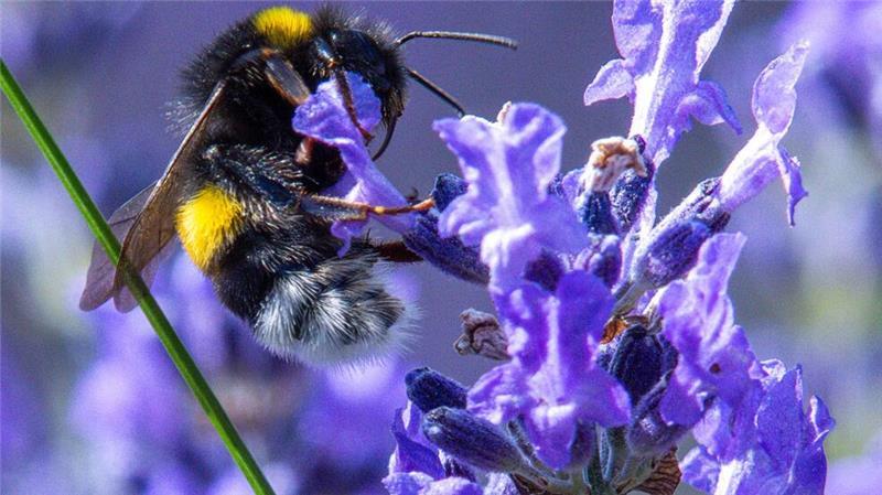 Vögel, Igel, Maulwurf – bitte zählen! Citizen Science kann auch dazu führen, dass sich Menschen mehr für die Natur interessieren und diese schützen wollen.