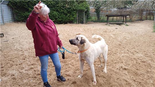 Claudia Schröder mit Kangal-Rüden Bruno im Tierasyl Bramstedt. Der Herdenschutzhund braucht ein neues Zuhause. Foto: Ismail Kul