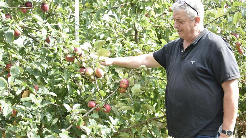 Sommeräpfel sind reif: Obstbauer Eckhoff setzt auf drei Sorten Claus-Harry Eckhoff prüft die Qualität der Gravensteiner-Äpfel.