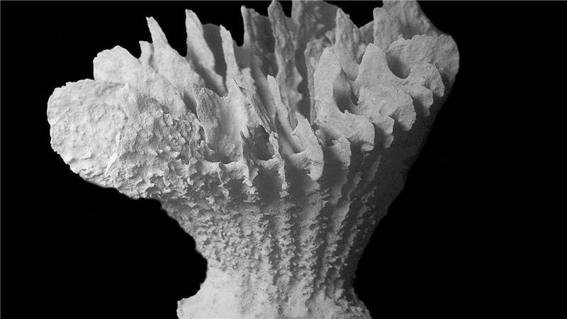 Co-Studienleiterin Santodomingo fürchtet „die Auslöschung einer ganzen Art“.