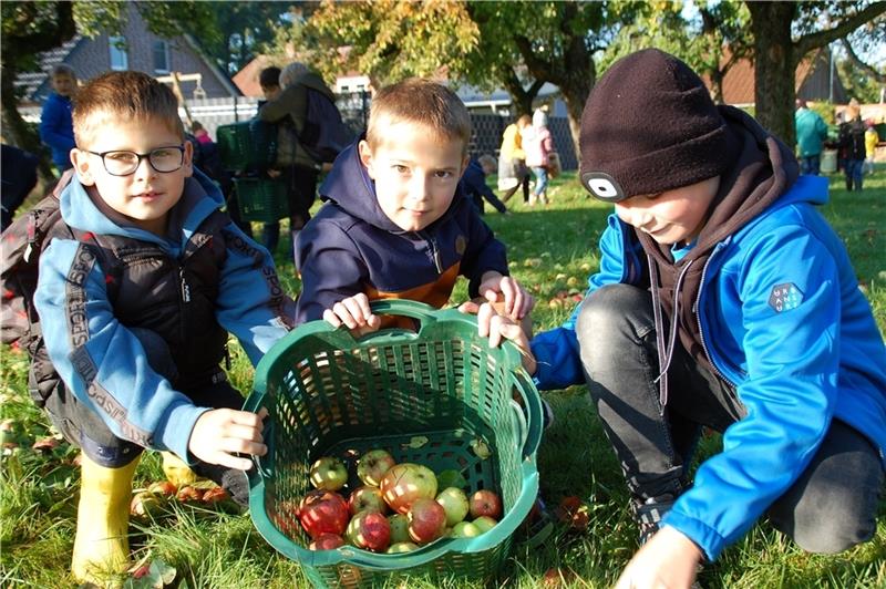 Vorbereitungen laufen: Das erwartet Besucher beim großen Ahlerstedter Apfeltag Collin, Karl und Luke sammeln fleißig für den Apfeltag.