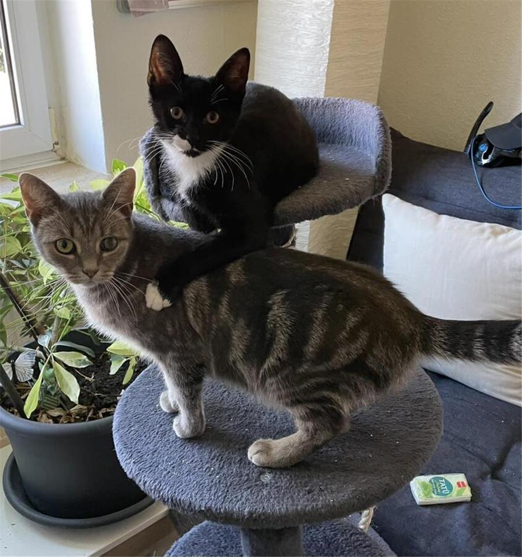 Cornelias Katzen Elsa und Isa.