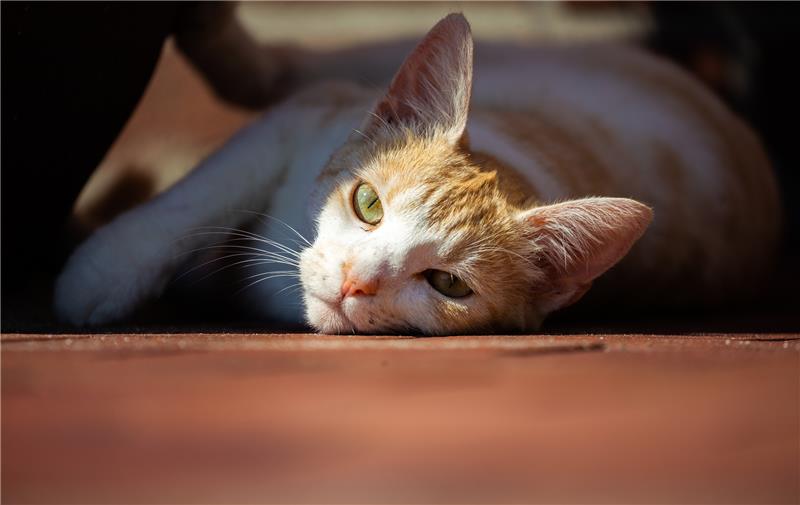 Corona-Ansteckungen bei Hunden und vor allem Katzen aus Haushalten von Infizierten könnten laut einer niederländischen Untersuchung häufiger sein als bisherige Meldedaten vermuten lassen. Foto: Mohssen Assanimoghaddam/dpa