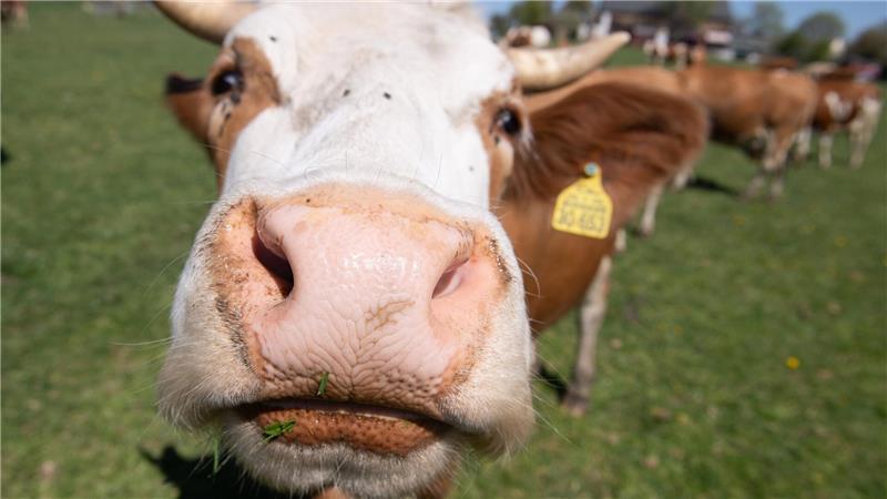 Nachhaltiger Fleischkonsum: So funktioniert Cowsharing Cowsharing ist eine nachhaltige Alternative zur Massenware im Supermarkt um die Ecke.