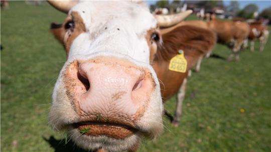 Cowsharing ist eine nachhaltige Alternative zur Massenware im Supermarkt um die Ecke.