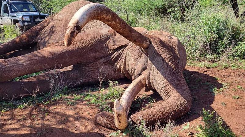 Craig zeugte mehrere Kälber und trug damit zur Weitergabe seltener genetischer Merkmale bei.