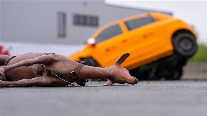 Wildunfall: Wichtige Tipps von Stader Polizei, Jäger und ADAC Crashtest der Unfallforschung der Björn Steiger Stiftung mit Reh - bei 80 km/h.