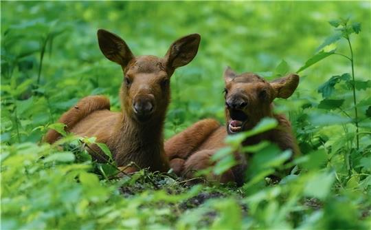 Da das Geschlecht der beiden junge Elche noch nicht festgestellt wurde, hat der Nachwuchs im Wildpark noch keinen Namen.