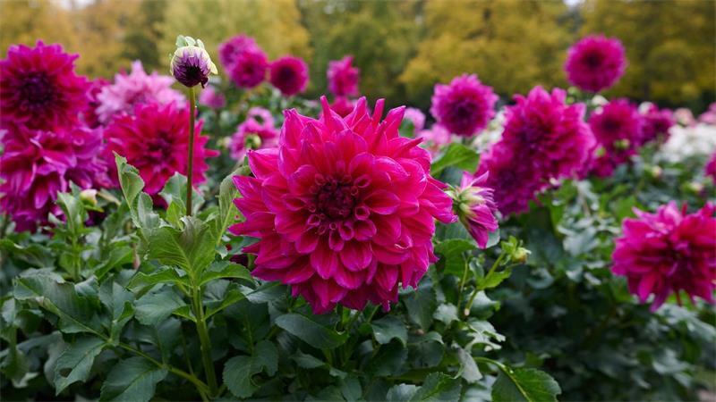 Dahlien in Knallfarben