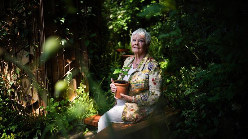 Dame Judi Dench mit einem Setzling des  Berg-Ahorns bei der Chelsea Flower Show.