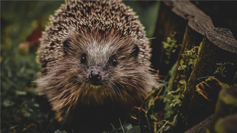 Damit Igel nicht in die Feuerfalle geraten, gilt es einiges zu beachten.