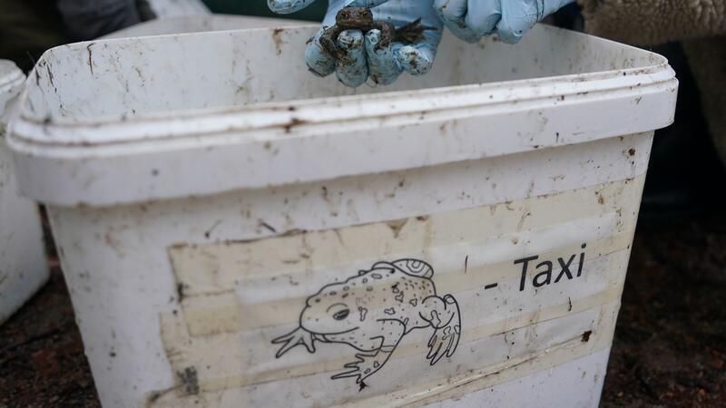 Damit Kröten, Frösche und Molche nicht überfahren werden, bringen Freiwillige die Tiere in Eimern über die Straße. (Archivbild)