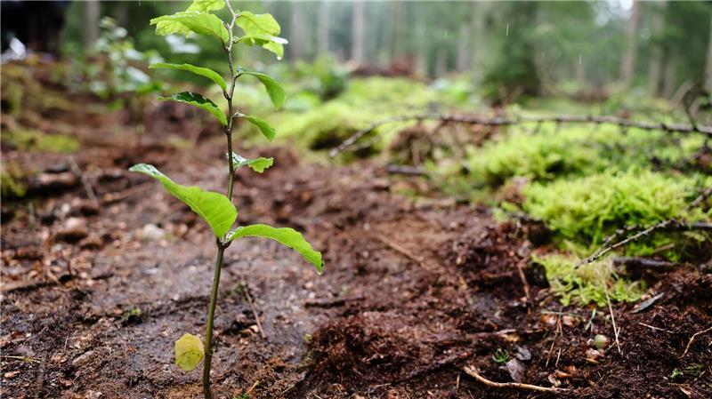 Damit der Wald erneuert werden kann, werden junge Bäume gebraucht. (Archivbild) 