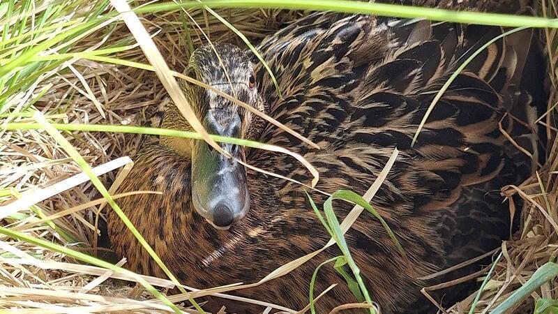 Damit die Ente in Ruhe brüten kann, hat die Polizei den Bereich ums Nest gesichert.
