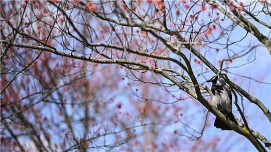 Damit es für die Vogelwelt ein gutes Frühjahr wird, ist es laut dem Experten wichtig, dass es nicht zu trocken wird. (Archivbild)