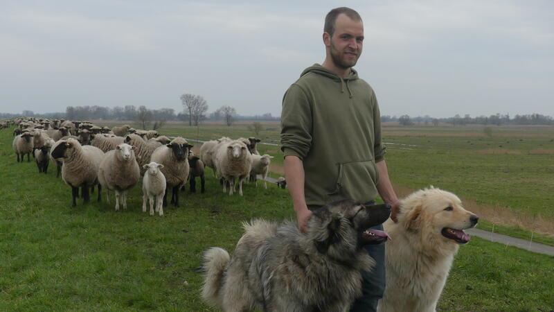 Deichschau in Kehdingen sorgt für eine Überraschung Daniel Reuscher aus Winsen/Luhe kam im April nach Krautsand. Er hat 500 Schafe und etwa 500 Lämmer und vier Hütehunde.