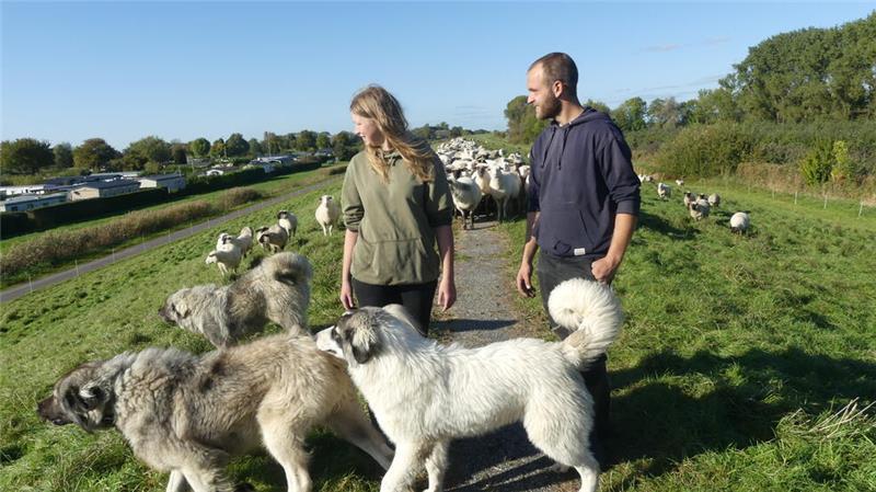 Daniel Reuscher und Merle Kleymann mit ihren Herdenschutzhunden, darunter auch Welpen. Es gibt Probleme, weil Passanten füttern. Ein Welpe ist erkrankt.