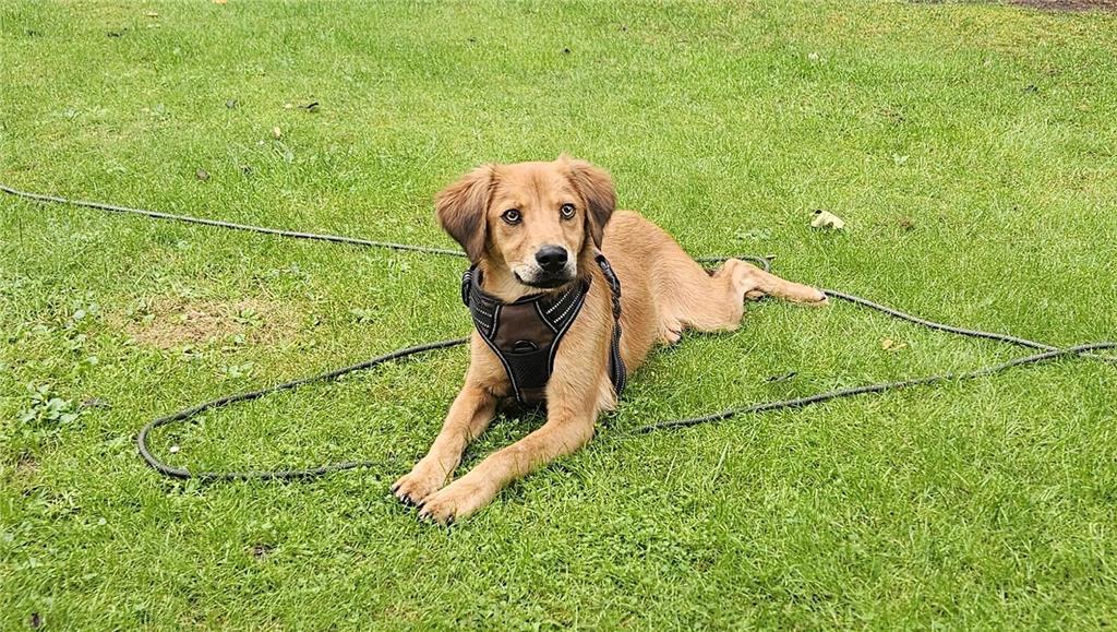 Daniela: "Wesley ist ein liebevoller Hund und zu allen Menschen und Hunden offen...