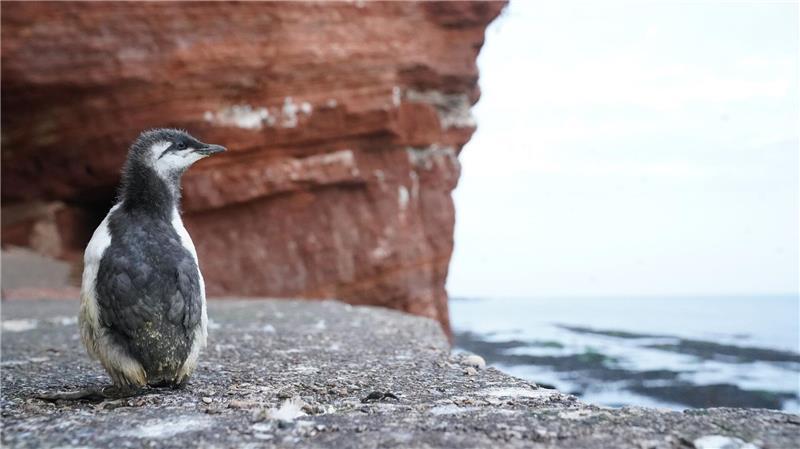 Küken wagen den Sprung – Naturspektakel auf Helgoland Dank ihrer Fettpolsterung überleben die Küken den Sprung unbeschadet. (Archivbild)