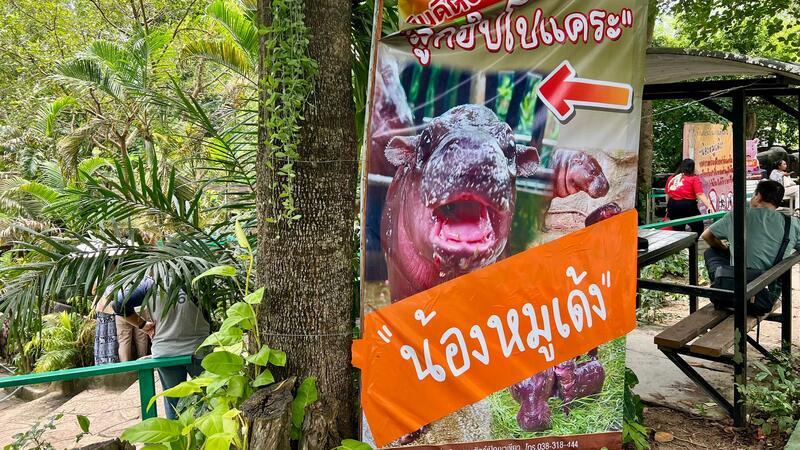 Ein Zwerghippo geht viral - Wie Moo Deng zum It-Girl wurde Dank solcher Schilder wissen Besucher gleich, wo es zu Moo Dengs Gehege langgeht.