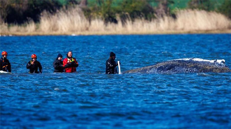 Danny Hilse (rote Jacke) mit einigen Helfern beim Buckelwal, direkt vor der Insel Poel. Mit einem Saug- und Spülgerät wollen die Helfer für Entlastung beim Wal sorgen. 