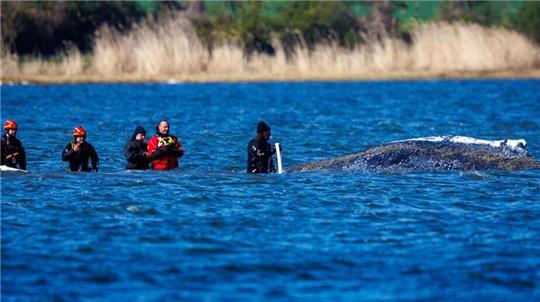 Danny Hilse (rote Jacke) mit einigen Helfern beim Buckelwal, direkt vor der Insel Poel. Mit einem Saug- und Spülgerät wollen die Helfer für Entlastung beim Wal sorgen. 