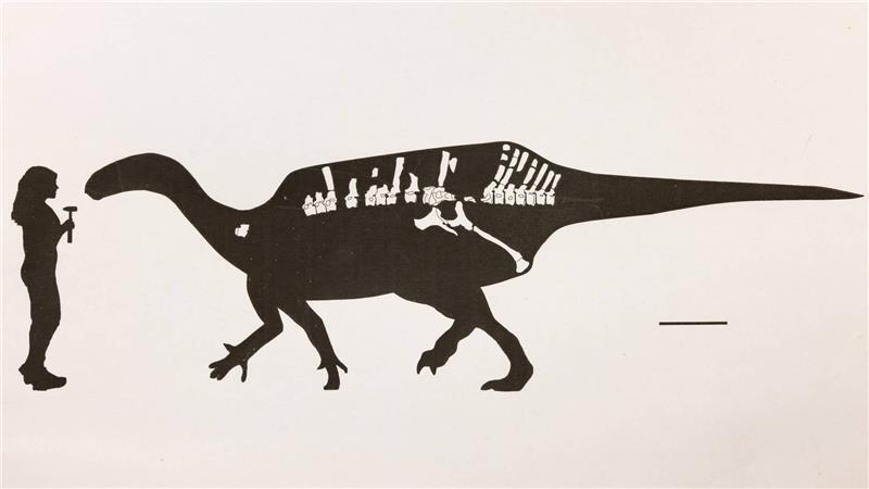 Dinosaurier mit Hautsegel entdeckt Darstellung von Istiorachis macaruthurae im Vergleich zum Menschen