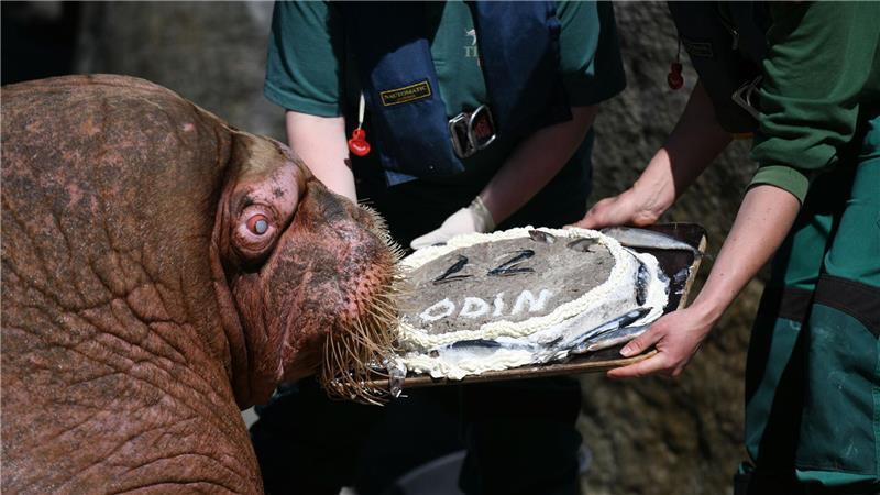 Wal, Wolf und Schakal: Diese Tiere berührten den Norden Das 30 Jahre alte Walross starb im März. (Archivbild)