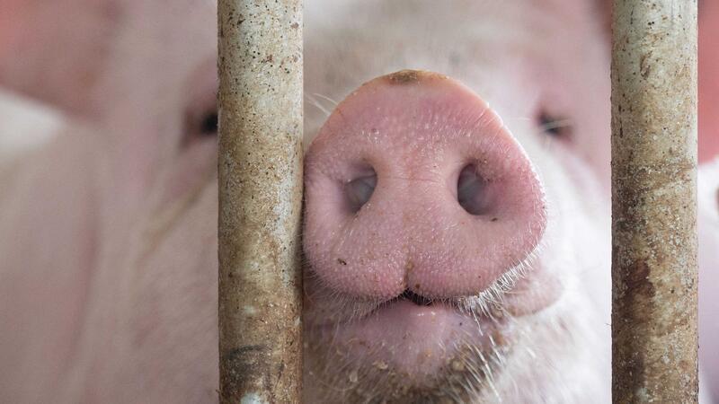 FDP kritisiert „Tierwohlcent“ - Zuspruch von Bauernverbänden Das Agrarministerium hat für den „Tierwohlcent“ ein Konzept für eine Verbrauchssteuer auf Fleisch und Fleischprodukte erarbeitet.