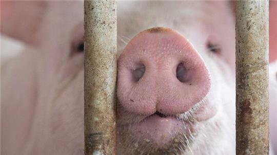 Das Agrarministerium hat für den „Tierwohlcent“ ein Konzept für eine Verbrauchssteuer auf Fleisch und Fleischprodukte erarbeitet.