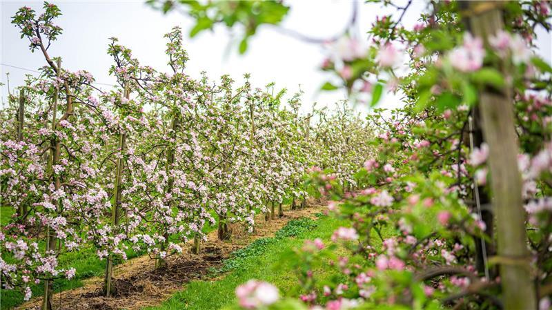 Obstblüte im Alten Land startet etwas früher als im Durchschnitt Das Alte Land ist das größte zusammenhängende Obstanbaugebiet Deutschlands.