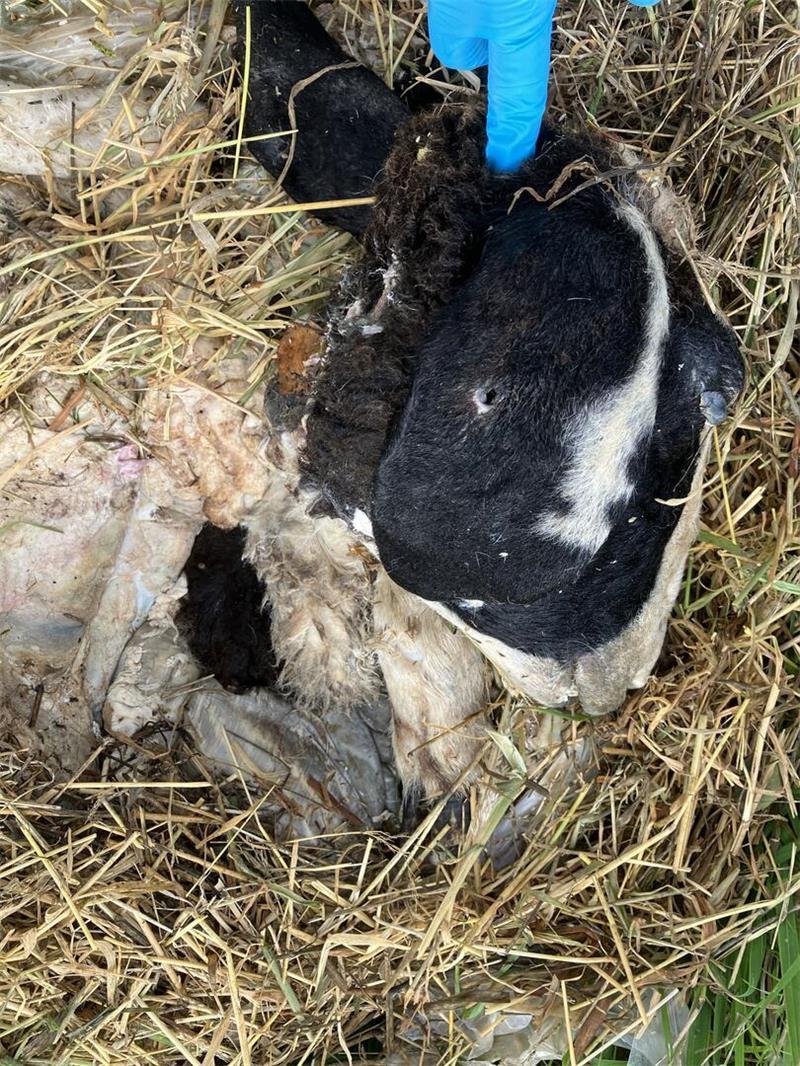 Grausamer Fund: Anwohner entdecken Schafskadaver bei Hüll Das Amt Veterinärwesen und Verbraucherschutz bittet nun um Hinweise, weil der Verdacht auf Tötung eines Wirbeltieres ohne vernünftigen Grund besteht.