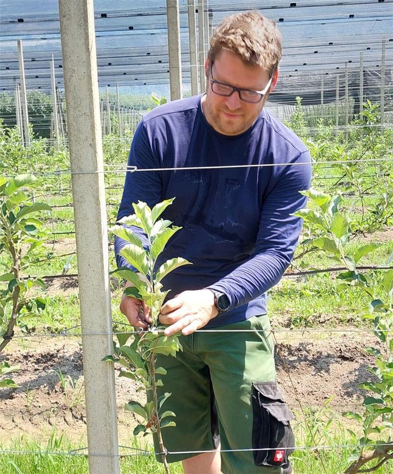 Das Anbinden der Apfelbäume ist aufwendiger als im Spindelsystem, dafür jedoch ertragreicher.