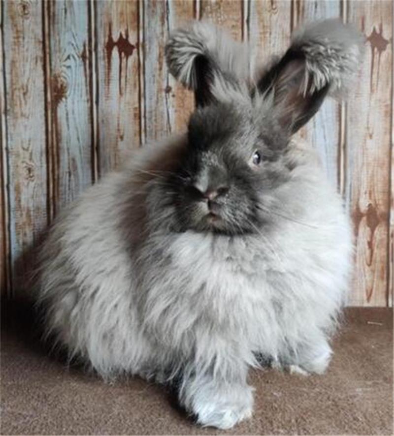 Das Angora-Kaninchen ist selten geworden. Es gilt als stark gefährdet. Die GEH möchte die Rasse gern erhalten.Foto: Kiderle