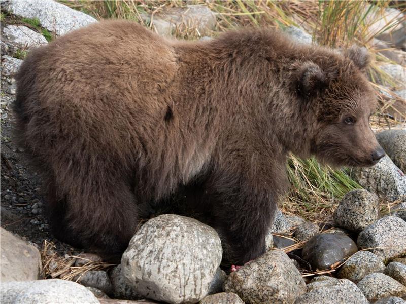 „Fat Bear”-Wahl: Pummeliger Jungbär nimmt erste Hürde Das Bären-Jungtier 806 mit dem Spitznamen «Pummeliger Prinz» ist im September bereits gut genährt.
