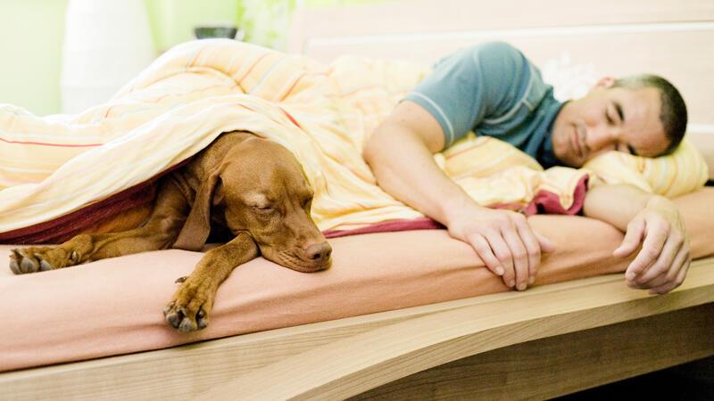 Ein Hund schläft mit Herrchen im Bett.